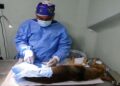 Alcaldía de Maracaibo impulsa el bienestar animal con la jornada masiva Castralat