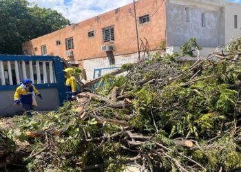 Alcaldía de Maracaibo continúa con operativo de emergencia para recoger árboles caídos