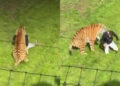 Un hombre pierde la vida tras sufrir el ataque de un tigre en un parque silvestre (Video)