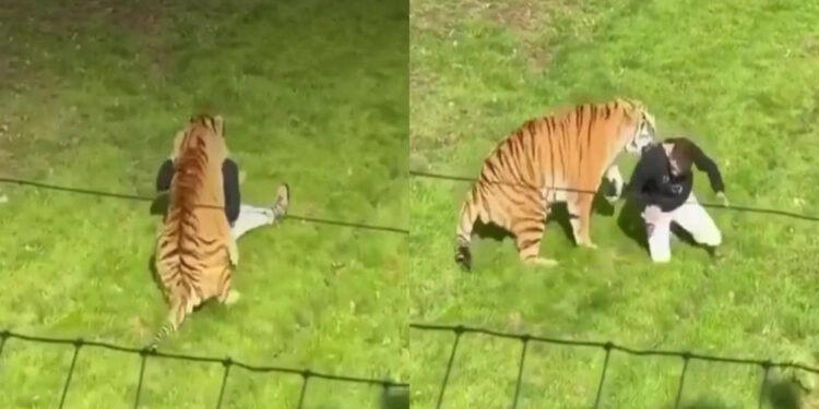 Un hombre pierde la vida tras sufrir el ataque de un tigre en un parque silvestre (Video)